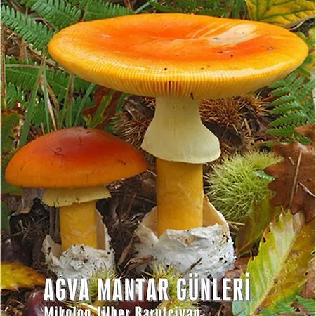 Robin's Nest אתר נופש