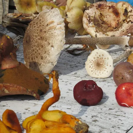 منتجع Robin's Nest آغفا